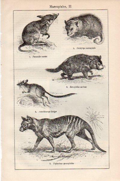 LAMINA V41502: Marsupiales II