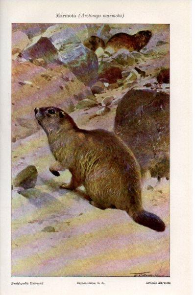 LAMINA V41491: Marmota o Arctomys marmota