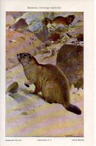 LAMINA V41491: Marmota o Arctomys marmota