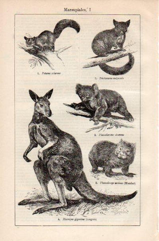 LAMINA V41501: Marsupiales I