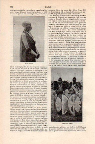 LAMINA V41534: Mujer y guerreros masai