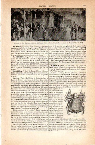 LAMINA V42235: Historia de San Raniero por A. de Florencia