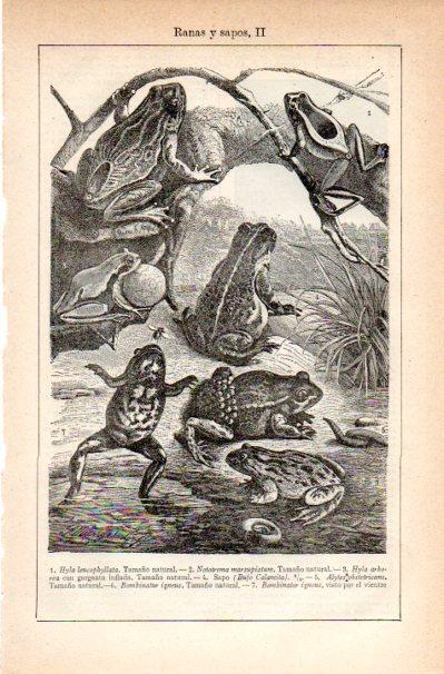 LAMINA V42228: Ranas y sapos II