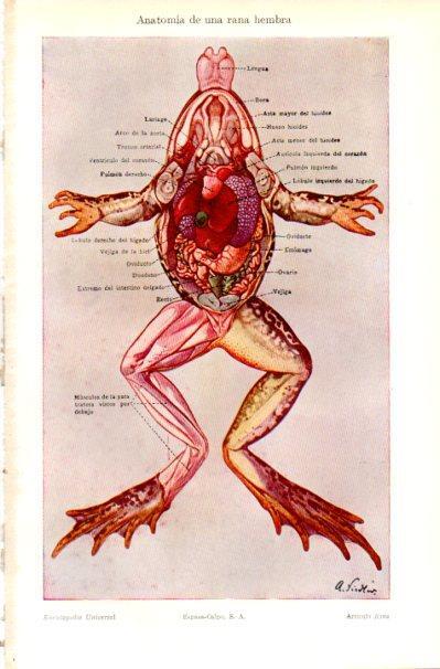 LAMINA V42226: Anatomia de una rana hembra