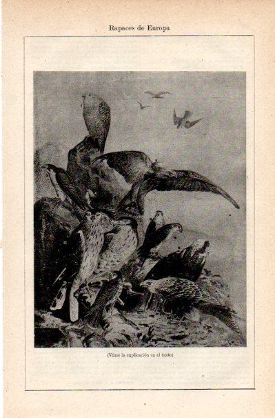 LAMINA V42239: Rapaces de Europa