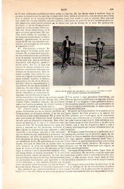 LAMINA V42208: Raices de un cerezo de tres años