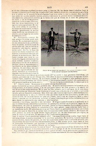 LAMINA V42208: Raices de un cerezo de tres años