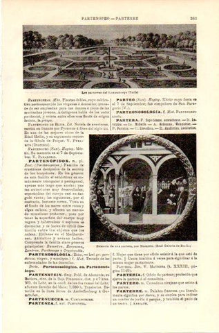 LAMINA V42360: Estancia de una partera por Masaccio