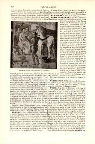 LAMINA V42374: Pasifea y Dedalo pintura de Pompeya