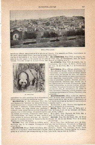 LAMINA V42107: Vista general de Elvas