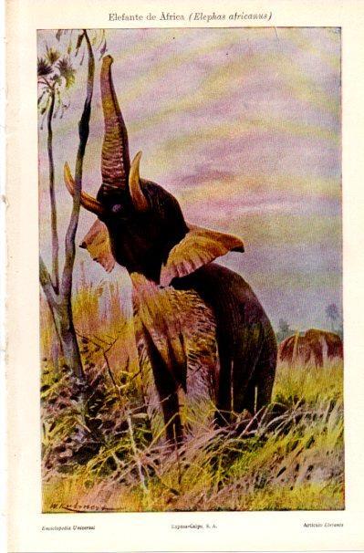LAMINA V42084: Elefante de Africa o Elephas africanus