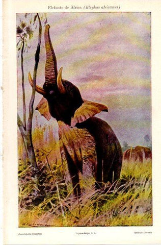 LAMINA V42084: Elefante de Africa o Elephas africanus