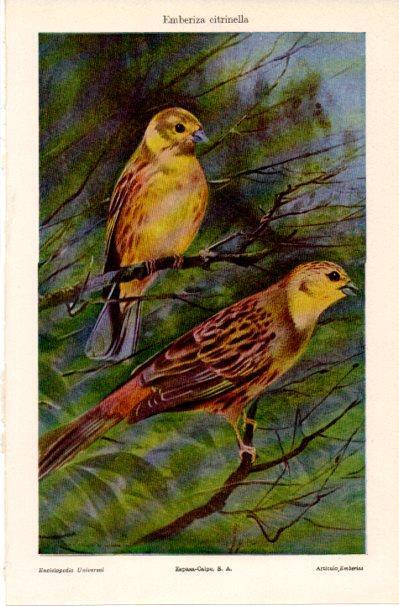 LAMINA V42112: Emberiza citrinella