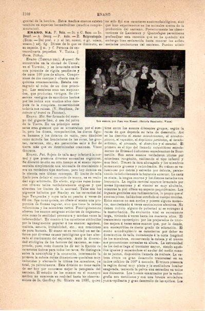 LAMINA V42127: Los enanos por van Kessel