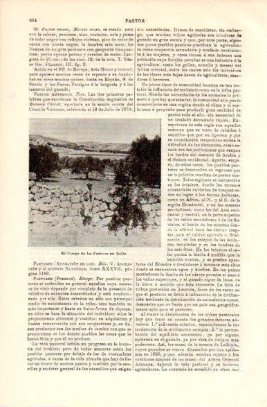 LAMINA V42397: Campo de los Pastores en Belen