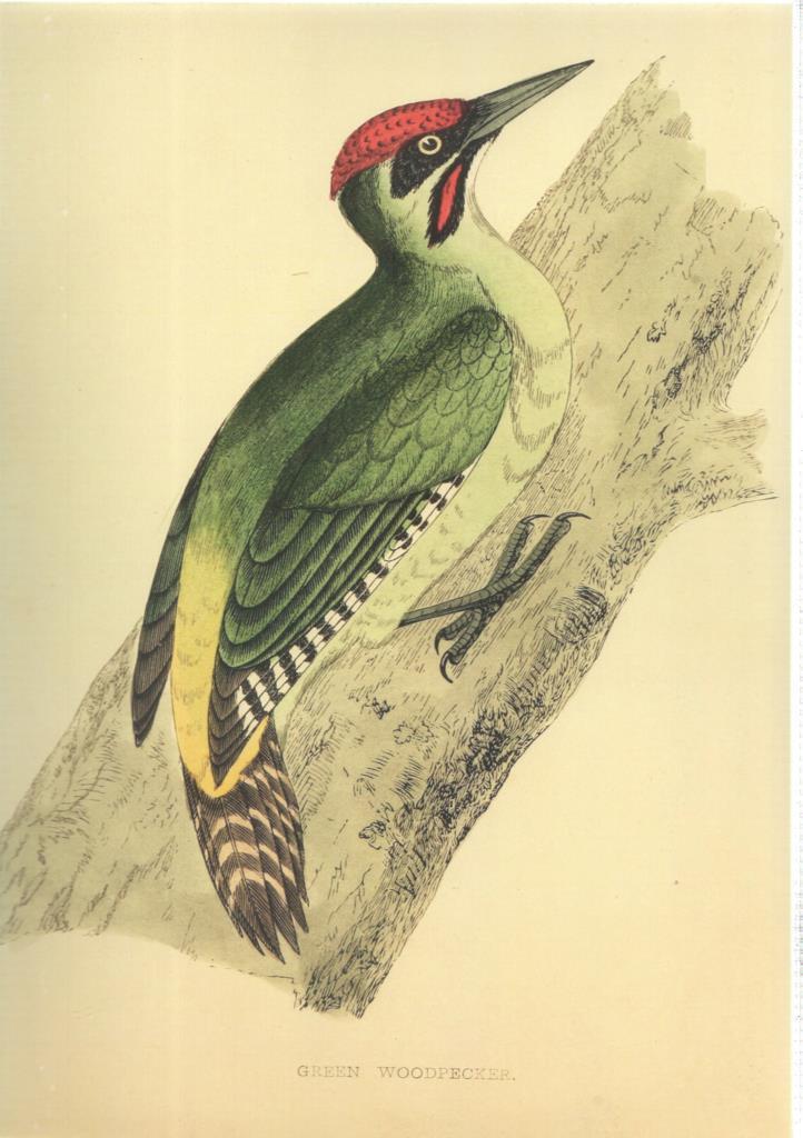 Poster DIN 4 numero 1358: Ave: Green Woodpecker