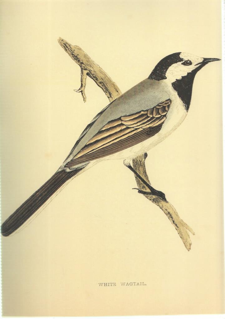 Poster DIN 4 numero 1367: Ave: White Wagtail