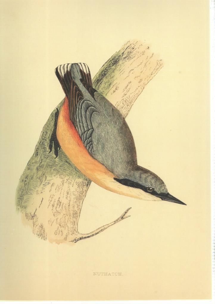 Poster DIN 4 numero 1368: Ave: Nuthatch