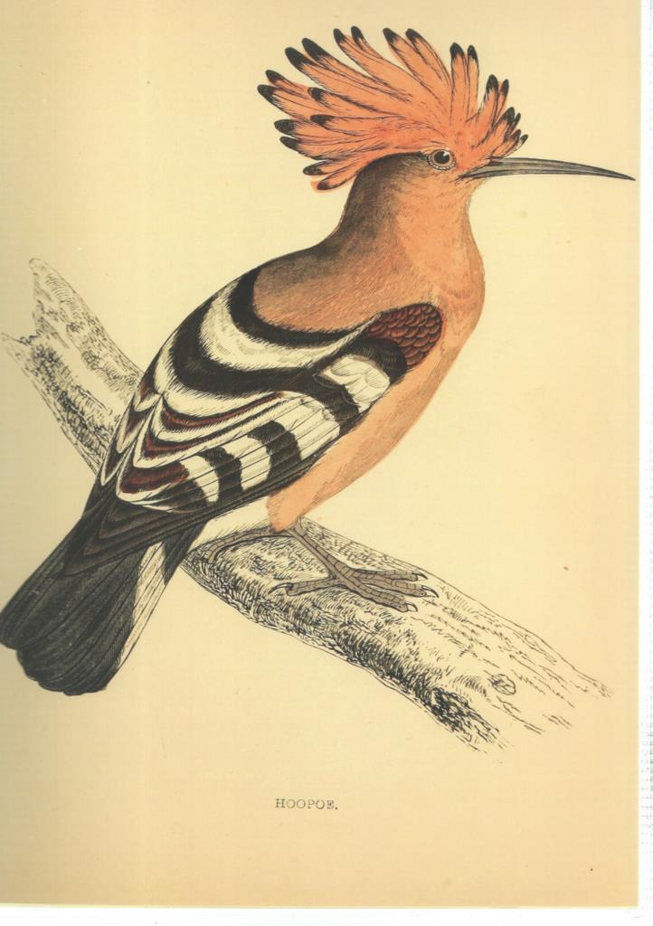 Poster DIN 4 numero 1369: Ave: Hoopoe