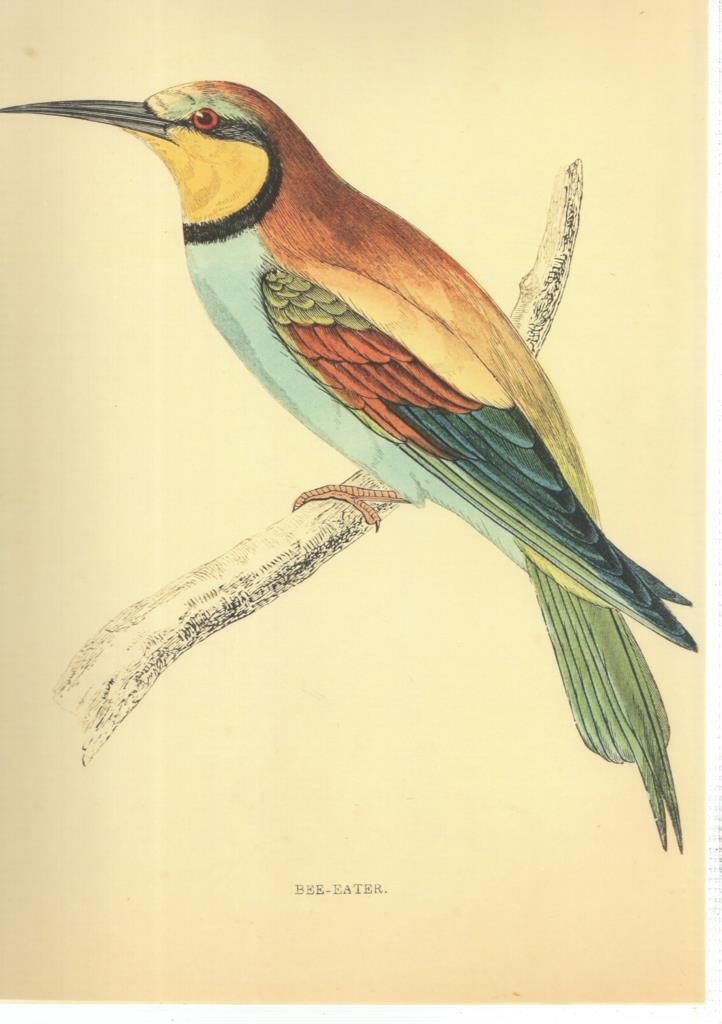 Poster DIN 4 numero 1370: Ave: Bee-Eater