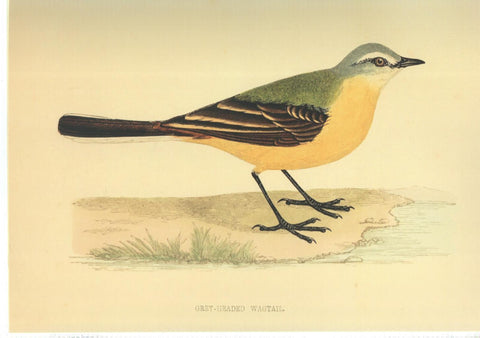 Poster DIN 4 numero 1376: Ave: Grey-Headed Wagtail