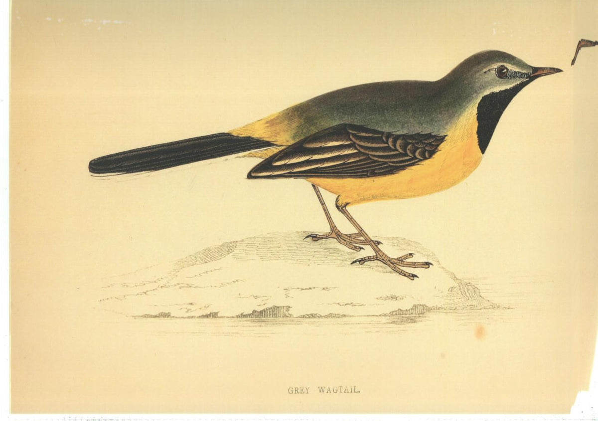 Poster DIN 4 numero 1377: Ave: Grey Wagtail