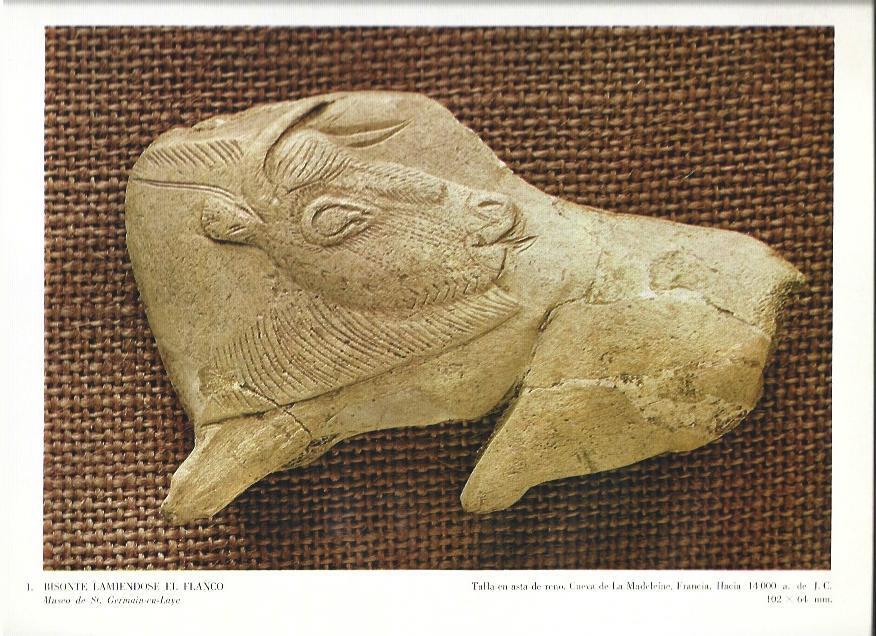 LAMINA 36983: Bisonte lamiendose el flanco de la Cueva de La Madelaine