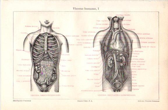 LAMINA V42748: Visceras humanas I