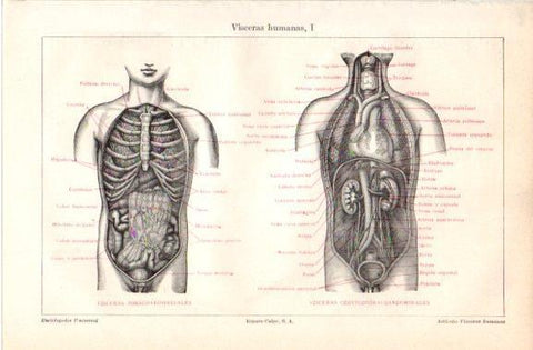 LAMINA V42748: Visceras humanas I