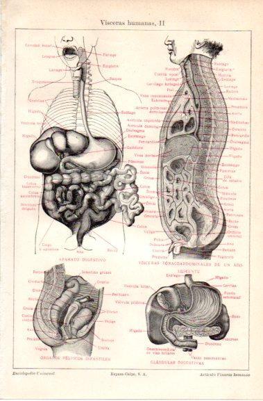 LAMINA V42749: Visceras humanas II