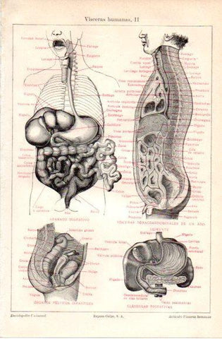 LAMINA V42749: Visceras humanas II