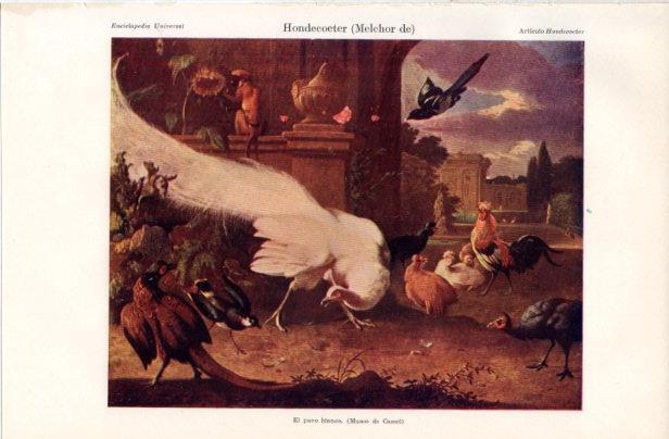 LAMINA V42908: El pavo blanco por Melchor de Hondecoeter