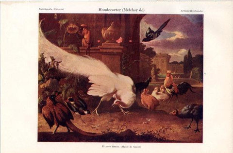 LAMINA V42908: El pavo blanco por Melchor de Hondecoeter