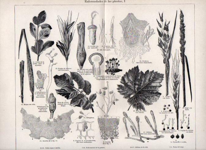 LAMINA V42951: Enfermedades de las plantas I