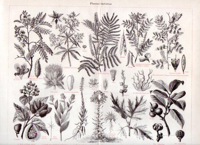 LAMINA V42954: Plantas tiontoreas