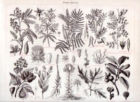 LAMINA V42954: Plantas tiontoreas