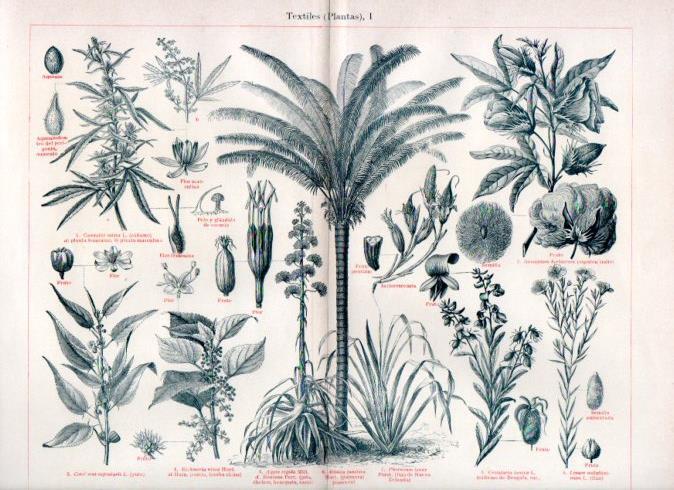 LAMINA V42955: Plantas textiles I