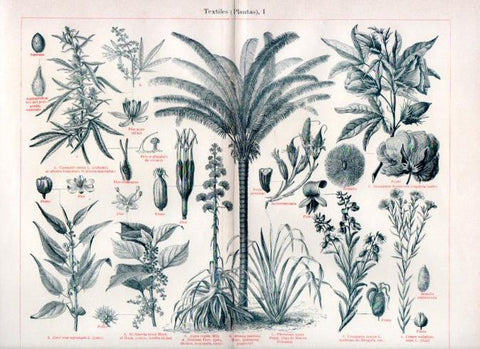 LAMINA V42955: Plantas textiles I