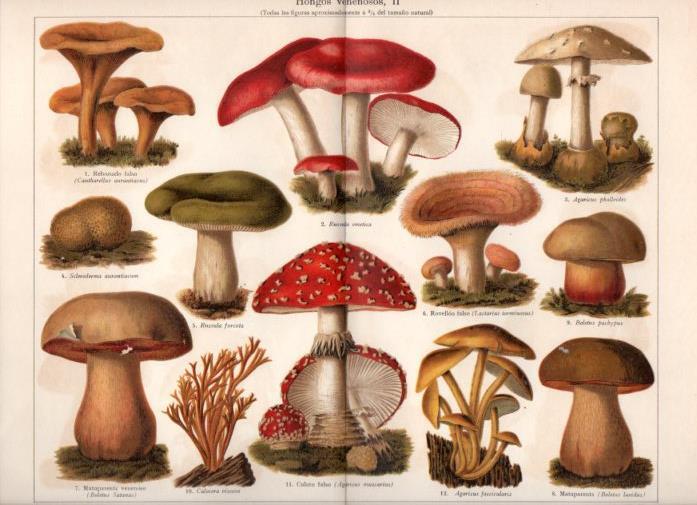 LAMINA V42939: Hongos venenosos II
