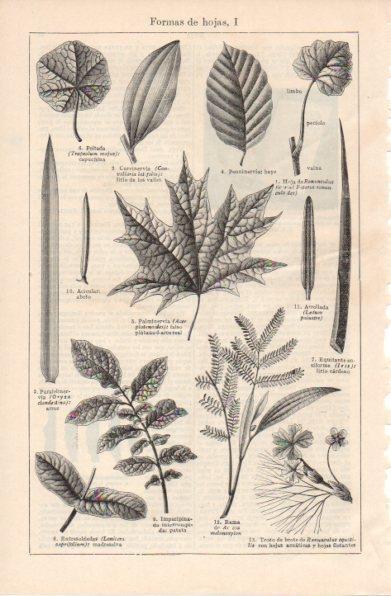 LAMINA V42892: Formas de hojas I