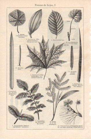 LAMINA V42892: Formas de hojas I