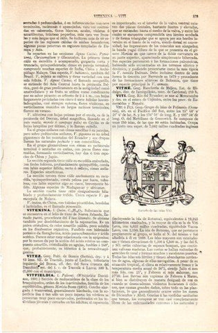LAMINA V42836: Escudo de las islas Viti, Polinesia