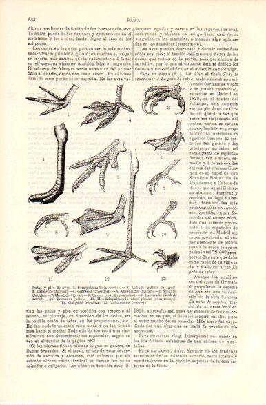LAMINA V42401: Patas y pies de aves