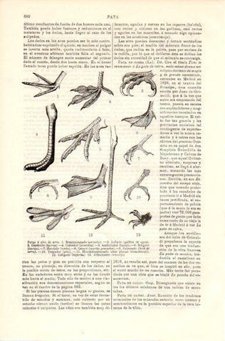 LAMINA V42401: Patas y pies de aves