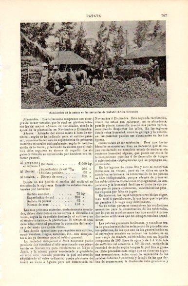 LAMINA V42406: Recoleccion de patatas en Nairobi