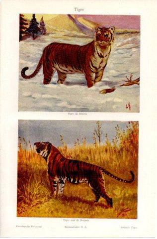 LAMINA V42630: Tigres de Siberia y real de Bengala