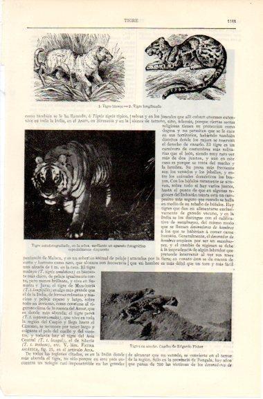 LAMINA V42629: Tigre en acecho por E. Fisher