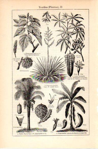 LAMINA V42554: Plantas textiles II