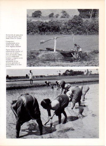 LAMINA V43548: Campesinos transplantando arroz en Tamil Nadu, India