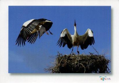 POSTAL PV12172: Cigueñas